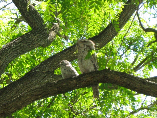 Local Wildlife Img_2010