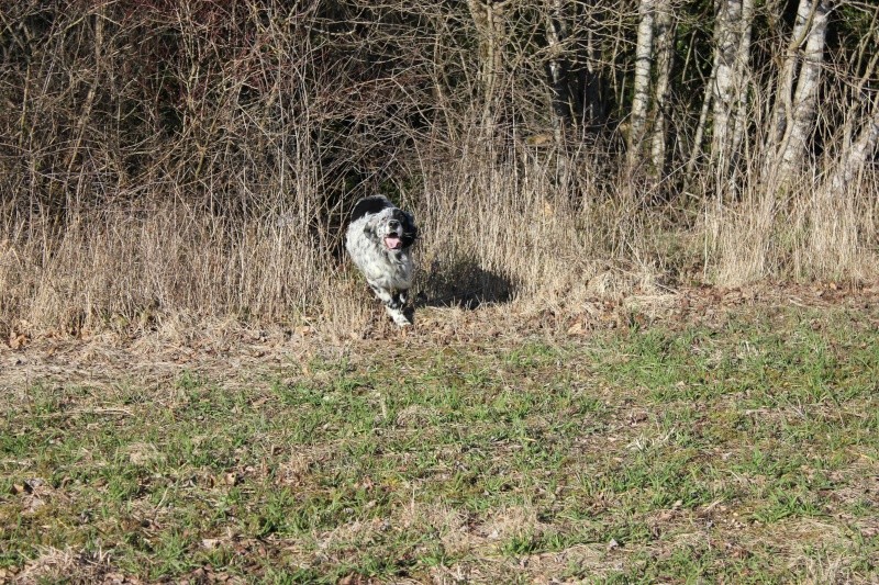 chienne setter anglais 10 mois  Img_5525