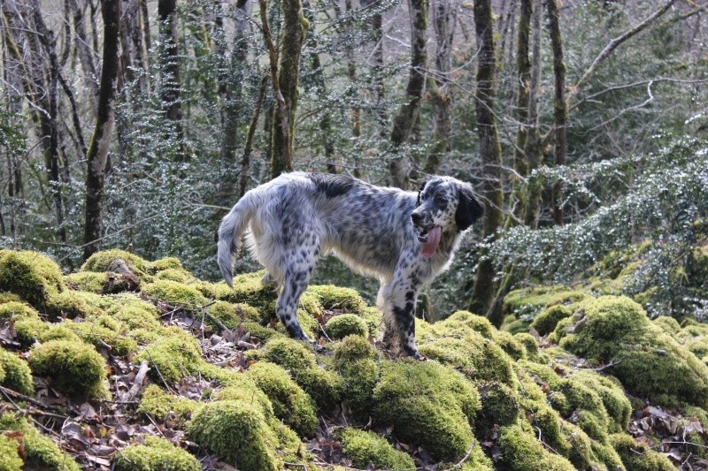 chienne setter anglais 10 mois  Img_5612