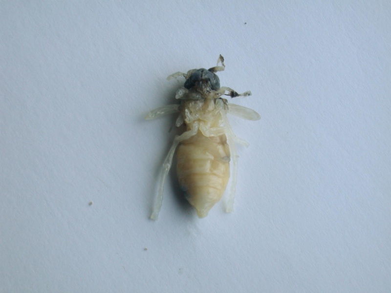 vespa crabro Dscn9133