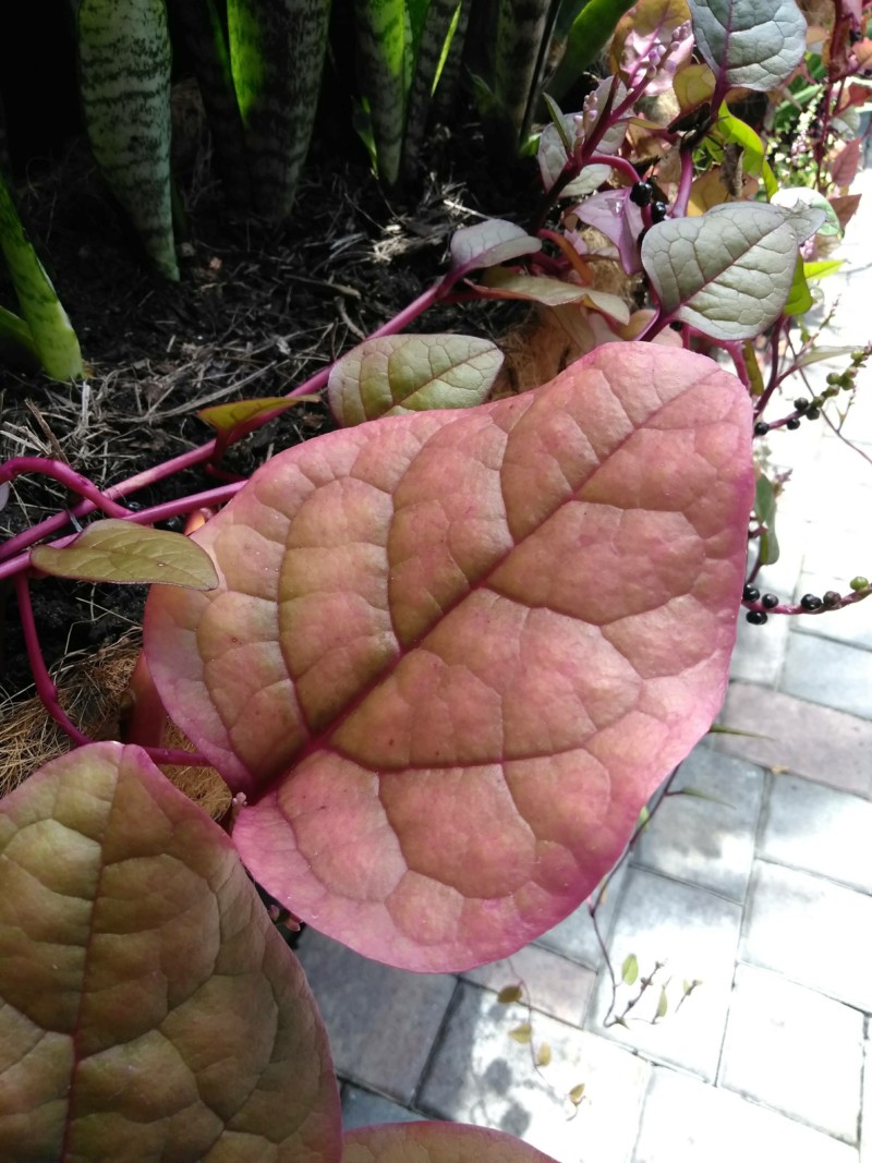 Malabar Spinach Deficiency 20181010