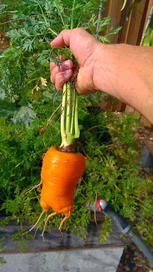 Carrot harvest today: Parisene and Danver Danver10