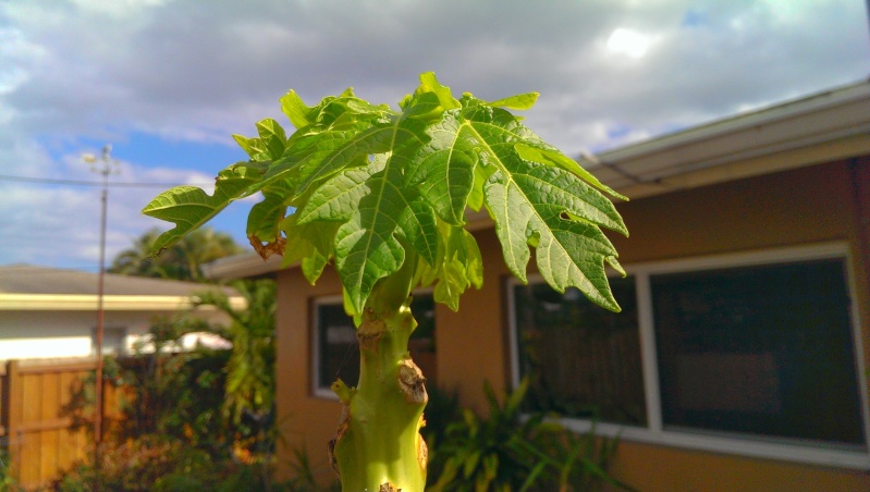 UPDATE: She's doing well! Papaya16