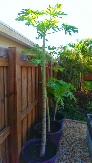 Anyone buy earthworms from bait/tackle shops? Papaya19