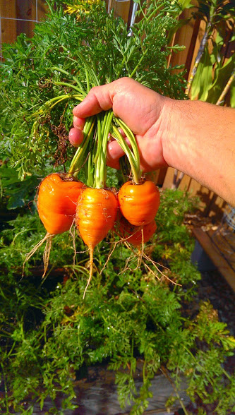 Carrot harvest today: Parisene and Danver Parise10