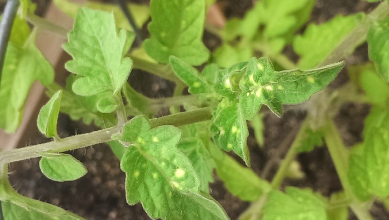 What are these yellow spots and how should I treat it? Tomato10