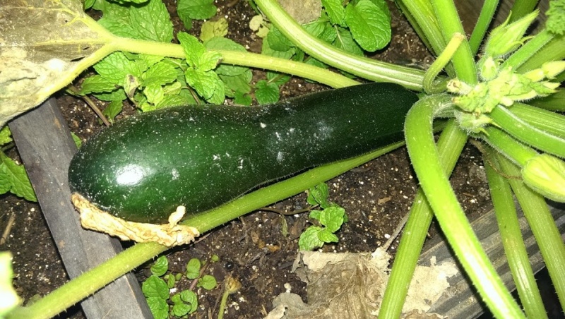 FINALLY! I'm harvesting zukes and cukes! (pics) Zuke_h10