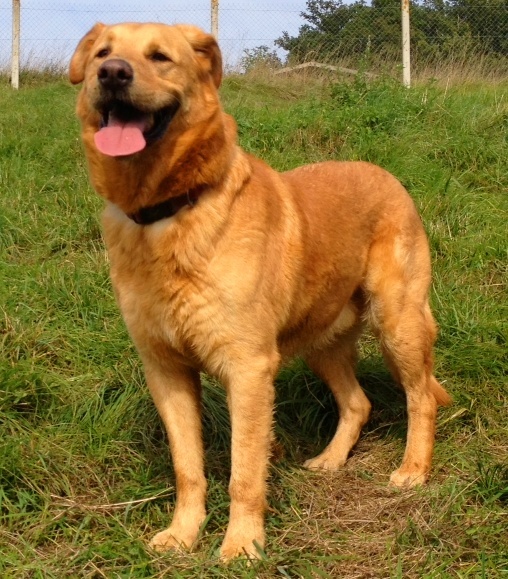 urgent - LOOK - x labrador 9 ans (depuis chiot au refuge) ne supporte plus le box -  Spa d'Evreux (27) Img_1511