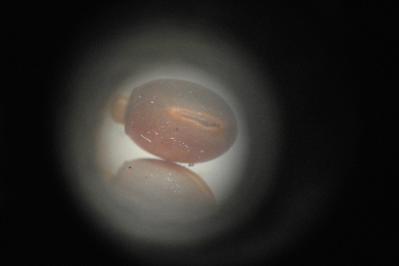 Carausius morosus (psg°1) : Ma première espèce de phasme Sam_0210