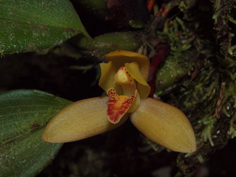 maxillaria rufescens 01811