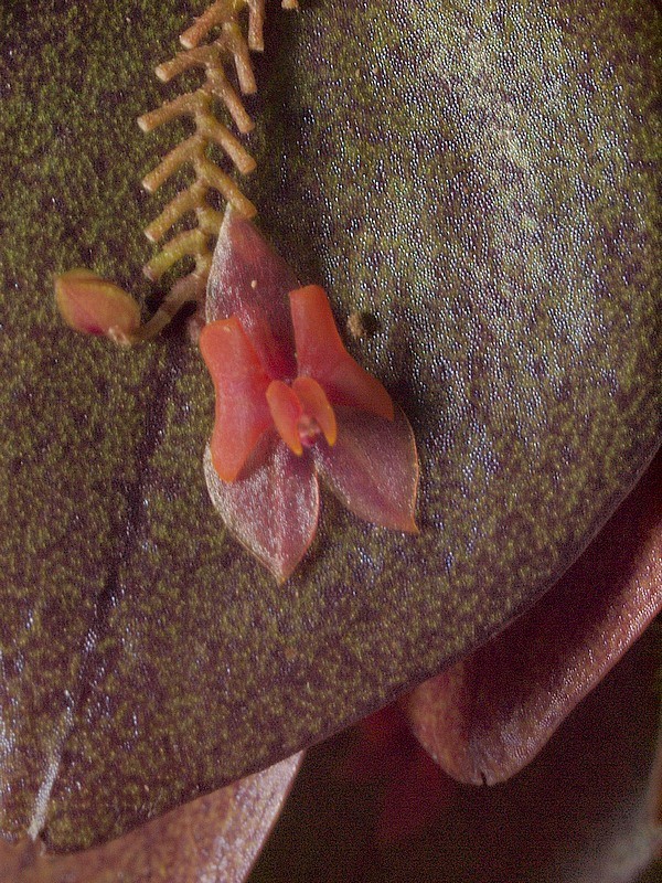 lepanthes ruscifolia 07510