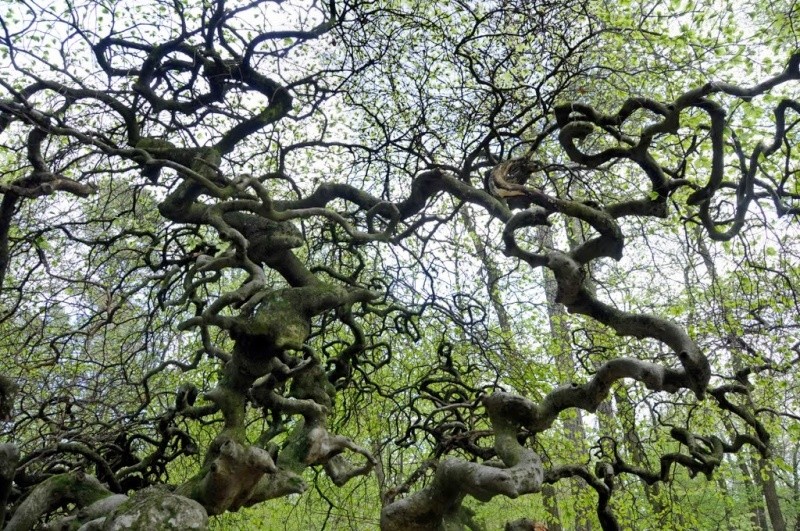 Plantes étonnantes (ou belles ou intéressantes ou marrantes ou ce que vous voulez) Sans_t10