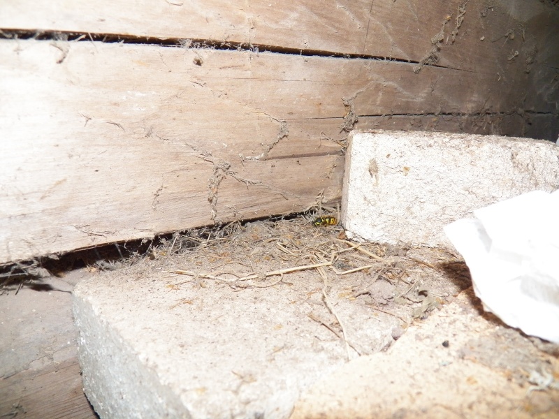 Diapause guêpes et polistes V_germ16