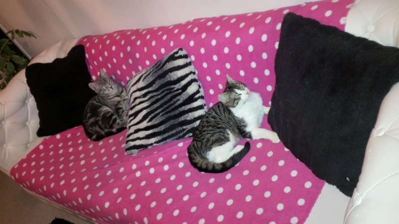 Arusha, chaton tigré gris et champagne et Bilbao, chaton bicolore tigré et blanc, nés vers juillet 2013 Img_0018