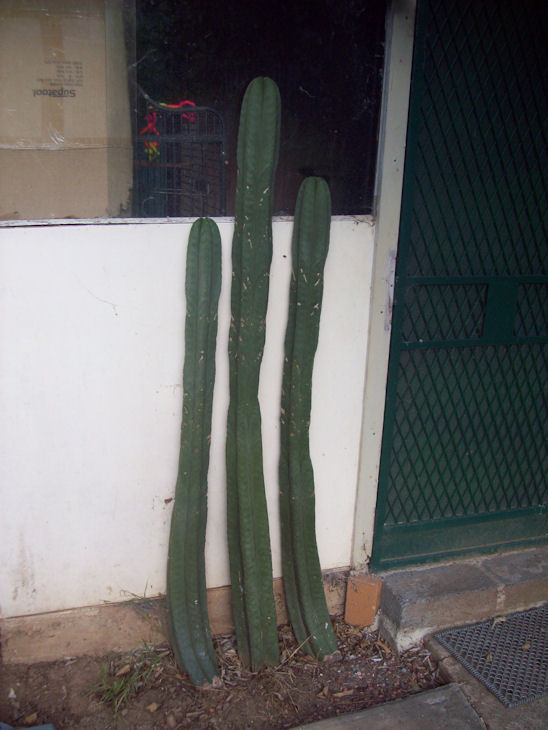 Trichocereus Scopulicola for sale 101_2419