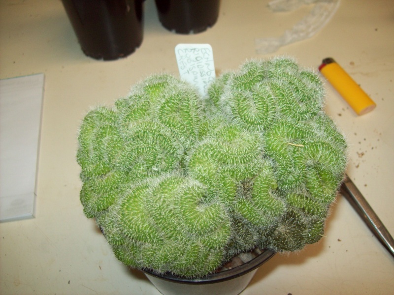 Rotten Cactus!!!! AHHHHH!!!! 101_2514