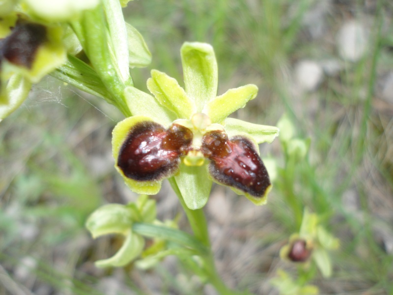 Ophrys litigiosa, pour inaugurer la rubrique Dsc07611