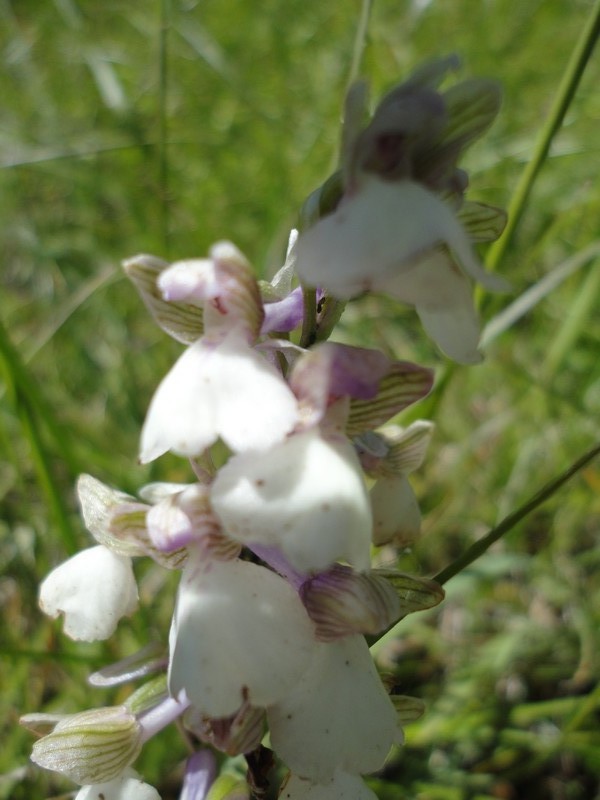 Anacamptis morio albiflora  Dsc08324