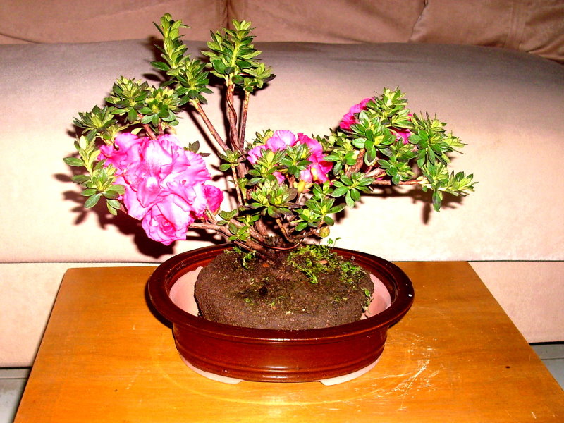 Classical and romantic Rhododendron ferrugineum bonsai Rf-210