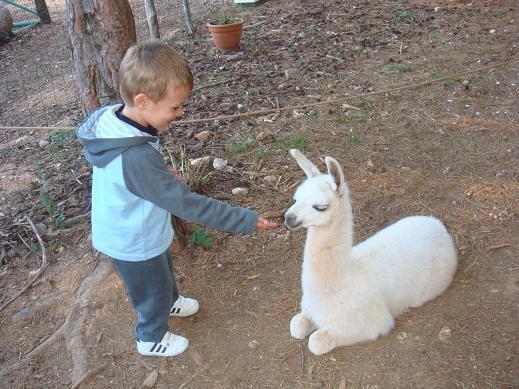 Les macs de la mignonnitude du règne animal - Page 2 Lama10