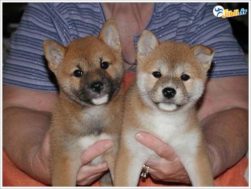 Les macs de la mignonnitude du règne animal - Page 2 Shiba_10