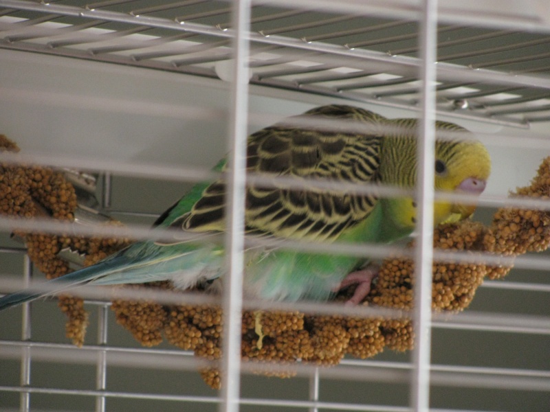 Voici Youki ! Img_4610