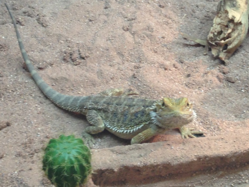 Terrarium de Ganjah Photo_13