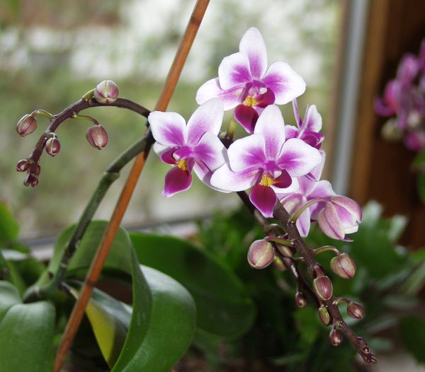 Orchideen 2011 - 2015 Teil 1 - Seite 63 Phal0111