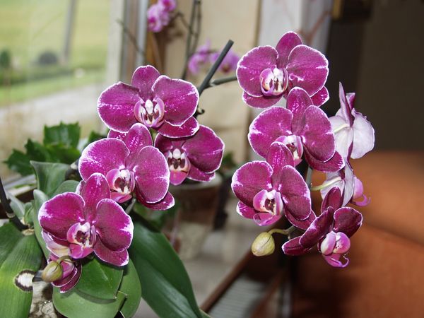 Orchideen 2011 - 2015 Teil 1 - Seite 63 Phal0210