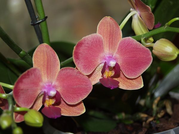 Orchideen 2011 - 2015 Teil 1 - Seite 63 Phal0310