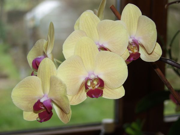 Orchideen 2011 - 2015 Teil 1 - Seite 63 Phal0410