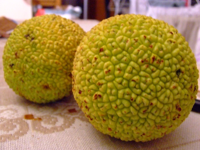 Identification arbre/fruits Maclura pomifera Divers14