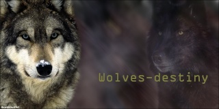 L'évolution du forum Wolves10