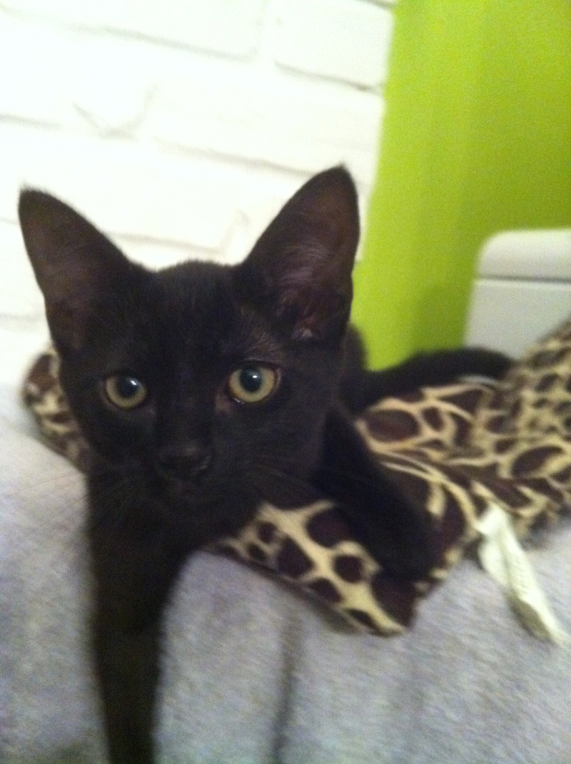 Lélig, chaton noir, né mi-août 2013 Photo210