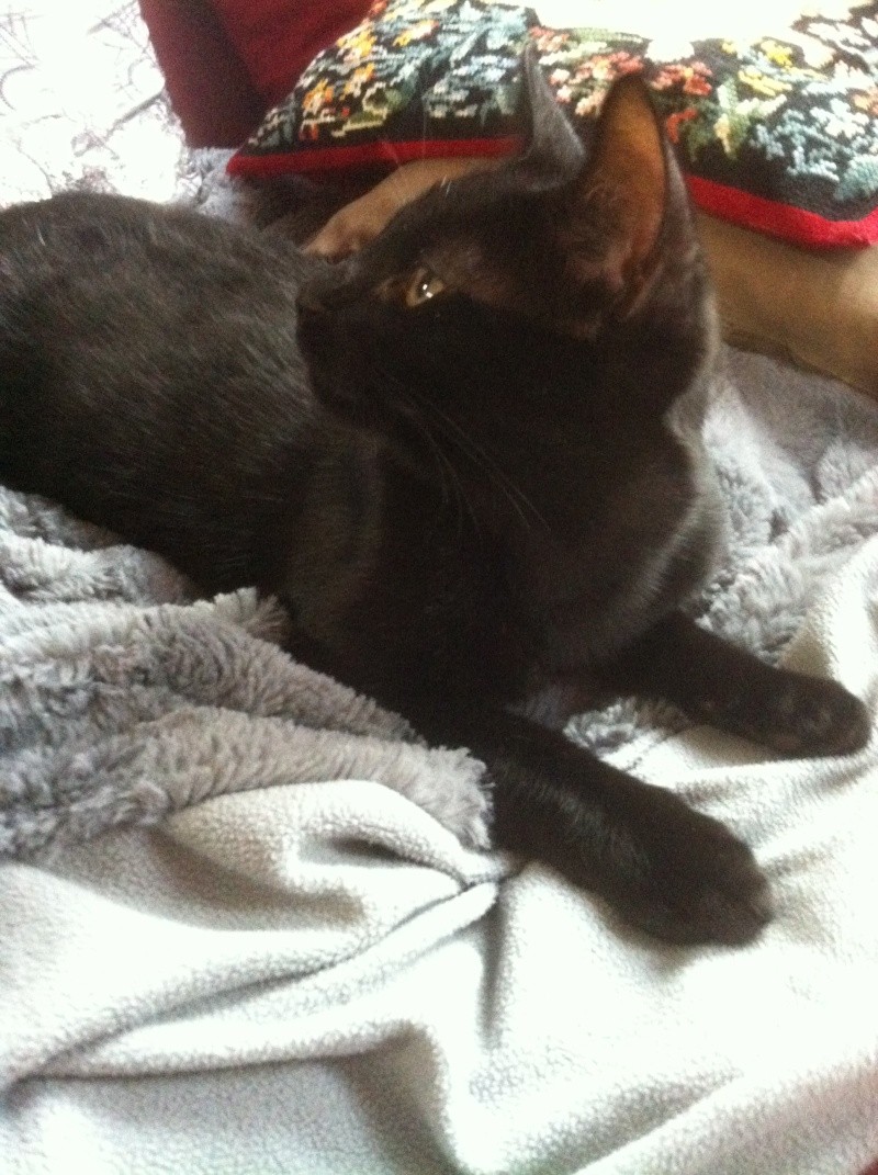 Lélig, chaton noir, né mi-août 2013 Photo_13