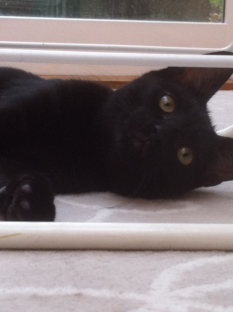 Lélig, chaton noir, né mi-août 2013 Photo_16