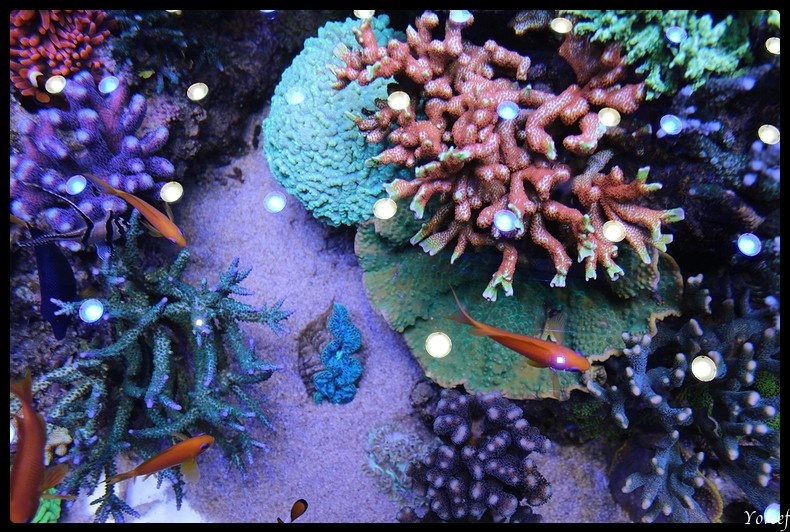 Le reef de Concept H2O Captur16
