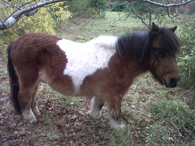 Dpt 27 - CYRIUS Shetland X Pottok 23 ans sauvé par Loooxa (oct2013) - Page 3 Img-2016