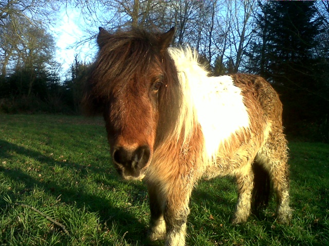 Dpt 27 - CYRIUS Shetland X Pottok 23 ans sauvé par Loooxa (oct2013) - Page 4 Img-2017