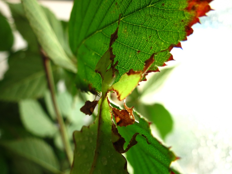 Phyllium giganteum Img_3455