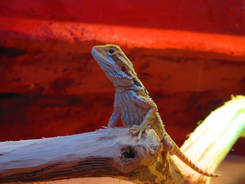 Mon premier pogona - Page 2 Img_3510