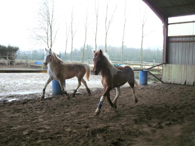 Photographie Equestres !!  56335810