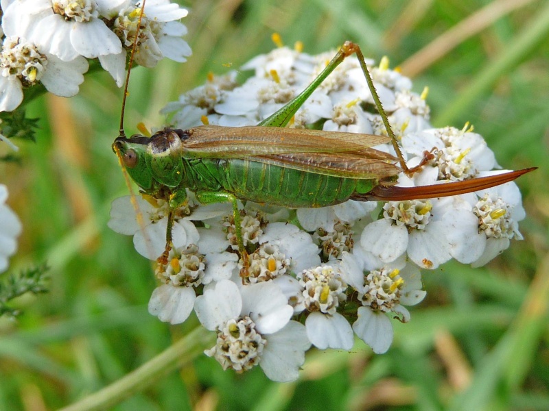 [Conocephalus fuscus] Conocephalus fuscus ? P1380411