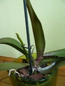 Phalaenopsis - Problem z Phalaenopsis P1160716