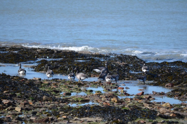 oiseaux de la pointe st Gildas 44 Csc_0210