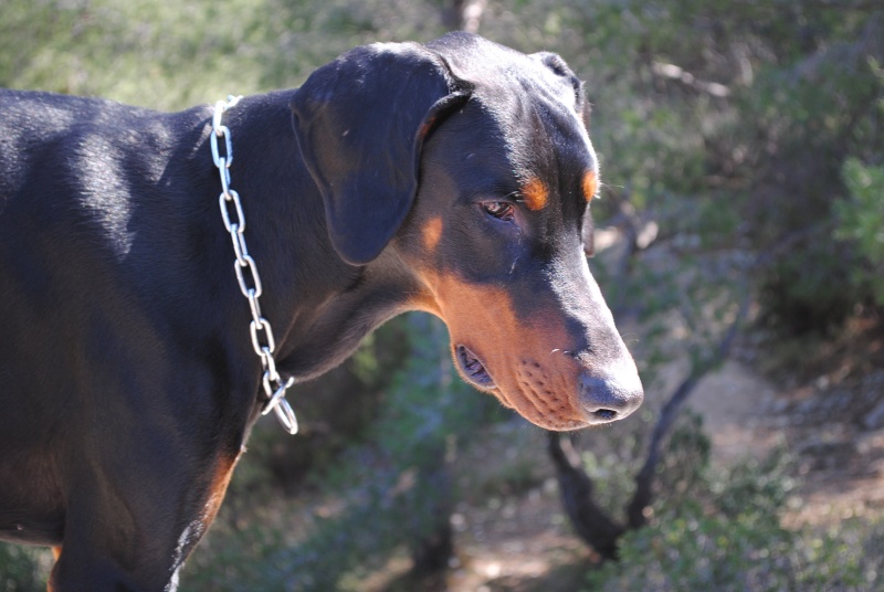 Dobermann oreilles naturelles - Page 2 Dsc_0011