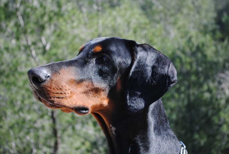 Doberman Sans Queue Et Oreilles Coupees Dobermann Oreilles Et Queue Non Coupées | AUTOMASITES