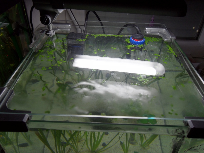 Mise en eau de mon nano 25 Litre Sam_0653