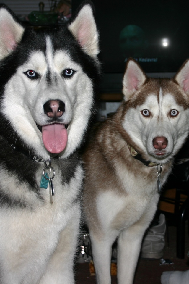 Hello from Nanook and Kira in Wisconsin Dec_1712