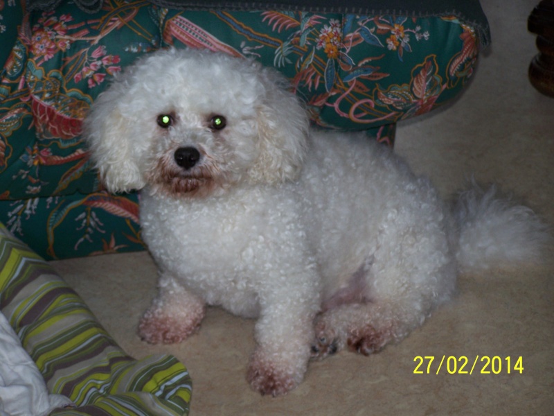 Coton, bichon male de 6 ans  - Page 2 100_1816